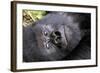 Virunga Mountains, Rwanda, Africa. Mountain Gorilla.-Karen Ann Sullivan-Framed Photographic Print