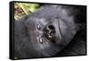 Virunga Mountains, Rwanda, Africa. Mountain Gorilla.-Karen Ann Sullivan-Framed Stretched Canvas