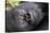 Virunga Mountains, Rwanda, Africa. Mountain Gorilla.-Karen Ann Sullivan-Stretched Canvas