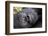 Virunga Mountains, Rwanda, Africa. Mountain Gorilla.-Karen Ann Sullivan-Framed Photographic Print