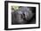 Virunga Mountains, Rwanda, Africa. Mountain Gorilla.-Karen Ann Sullivan-Framed Photographic Print