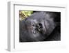 Virunga Mountains, Rwanda, Africa. Mountain Gorilla.-Karen Ann Sullivan-Framed Photographic Print