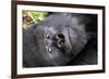 Virunga Mountains, Rwanda, Africa. Mountain Gorilla.-Karen Ann Sullivan-Framed Photographic Print