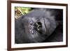 Virunga Mountains, Rwanda, Africa. Mountain Gorilla.-Karen Ann Sullivan-Framed Photographic Print