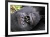 Virunga Mountains, Rwanda, Africa. Mountain Gorilla.-Karen Ann Sullivan-Framed Photographic Print