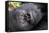 Virunga Mountains, Rwanda, Africa. Mountain Gorilla.-Karen Ann Sullivan-Framed Stretched Canvas