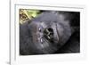 Virunga Mountains, Rwanda, Africa. Mountain Gorilla.-Karen Ann Sullivan-Framed Photographic Print