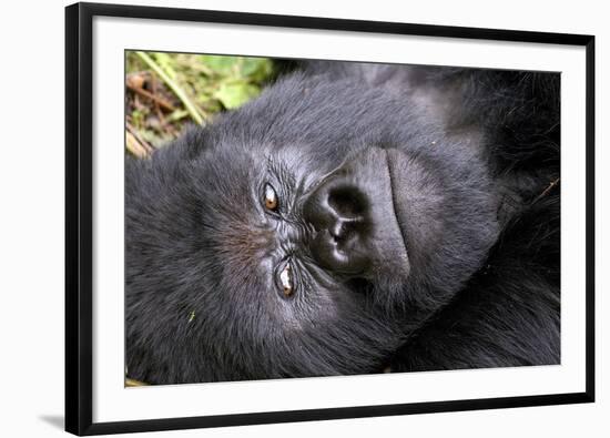 Virunga Mountains, Rwanda, Africa. Mountain Gorilla.-Karen Ann Sullivan-Framed Photographic Print