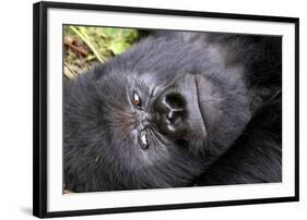 Virunga Mountains, Rwanda, Africa. Mountain Gorilla.-Karen Ann Sullivan-Framed Photographic Print