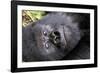 Virunga Mountains, Rwanda, Africa. Mountain Gorilla.-Karen Ann Sullivan-Framed Photographic Print