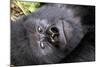 Virunga Mountains, Rwanda, Africa. Mountain Gorilla.-Karen Ann Sullivan-Mounted Photographic Print