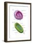 Virus and Bacteria Diagram-Monica Schroeder-Framed Art Print