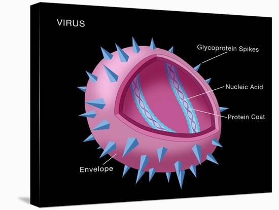Virus Diagram-Monica Schroeder-Stretched Canvas