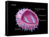 Virus Diagram-Monica Schroeder-Framed Stretched Canvas