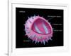 Virus Diagram-Monica Schroeder-Framed Giclee Print