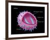 Virus Diagram-Monica Schroeder-Framed Giclee Print