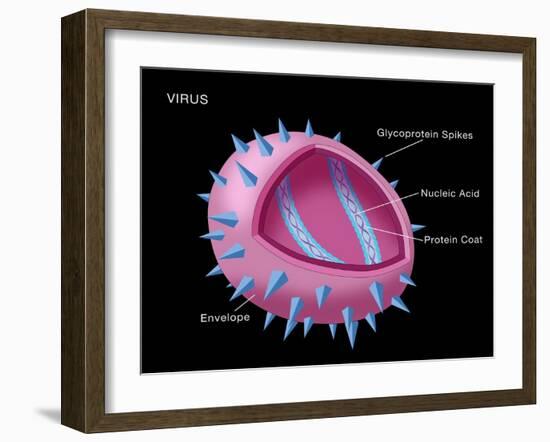 Virus Diagram-Monica Schroeder-Framed Giclee Print