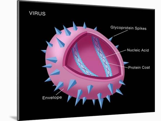 Virus Diagram-Monica Schroeder-Mounted Giclee Print
