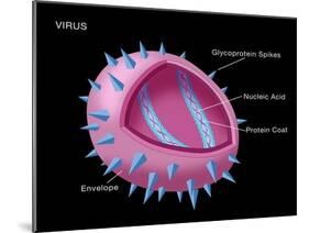 Virus Diagram-Monica Schroeder-Mounted Giclee Print