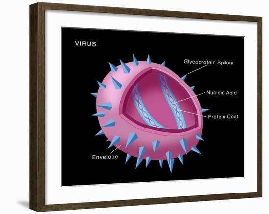 Virus Diagram-Monica Schroeder-Framed Giclee Print