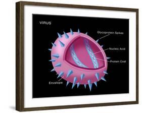 Virus Diagram-Monica Schroeder-Framed Giclee Print