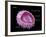 Virus Diagram-Monica Schroeder-Framed Giclee Print