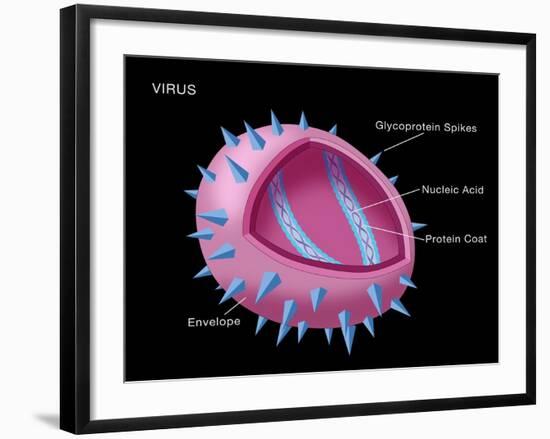 Virus Diagram-Monica Schroeder-Framed Giclee Print