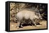 Visayan Warty Pig Male-null-Framed Stretched Canvas