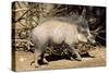 Visayan Warty Pig Male-null-Stretched Canvas