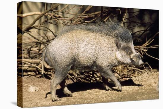 Visayan Warty Pig Male-null-Stretched Canvas