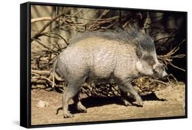 Visayan Warty Pig Male-null-Framed Stretched Canvas