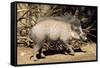 Visayan Warty Pig Male-null-Framed Stretched Canvas