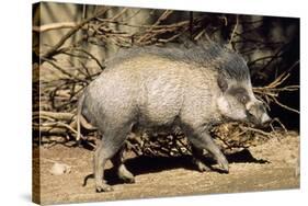 Visayan Warty Pig Male-null-Stretched Canvas