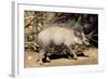 Visayan Warty Pig Male-null-Framed Photographic Print