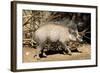 Visayan Warty Pig Male-null-Framed Photographic Print