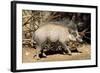 Visayan Warty Pig Male-null-Framed Photographic Print