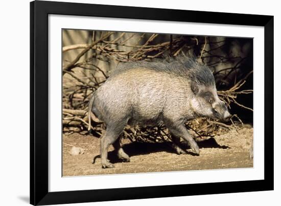 Visayan Warty Pig Male-null-Framed Photographic Print