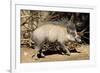 Visayan Warty Pig Male-null-Framed Photographic Print