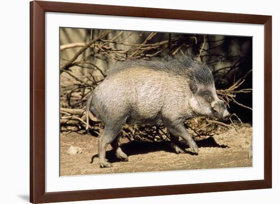 Visayan Warty Pig Male-null-Framed Photographic Print