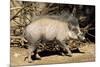 Visayan Warty Pig Male-null-Mounted Photographic Print