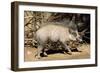 Visayan Warty Pig Male-null-Framed Photographic Print