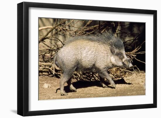 Visayan Warty Pig Male-null-Framed Photographic Print