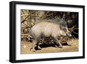 Visayan Warty Pig Male-null-Framed Photographic Print