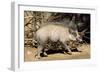 Visayan Warty Pig Male-null-Framed Photographic Print