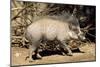 Visayan Warty Pig Male-null-Mounted Photographic Print