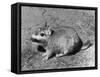 Viscacha-null-Framed Stretched Canvas