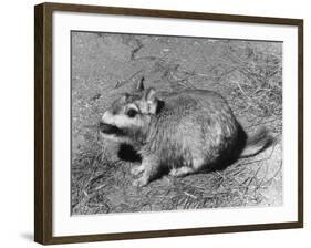 Viscacha-null-Framed Photographic Print
