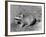 Viscacha-null-Framed Photographic Print