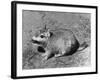 Viscacha-null-Framed Photographic Print