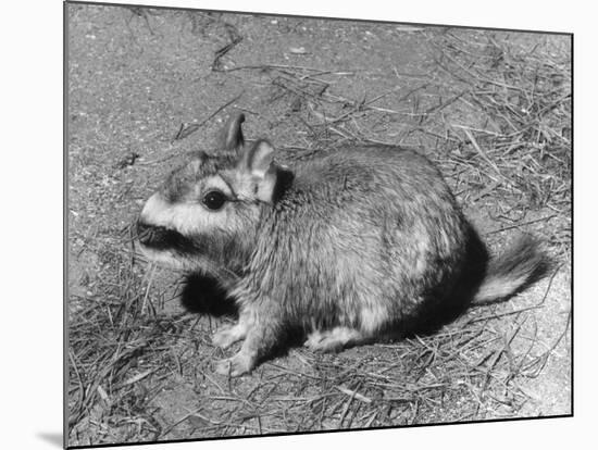 Viscacha-null-Mounted Photographic Print